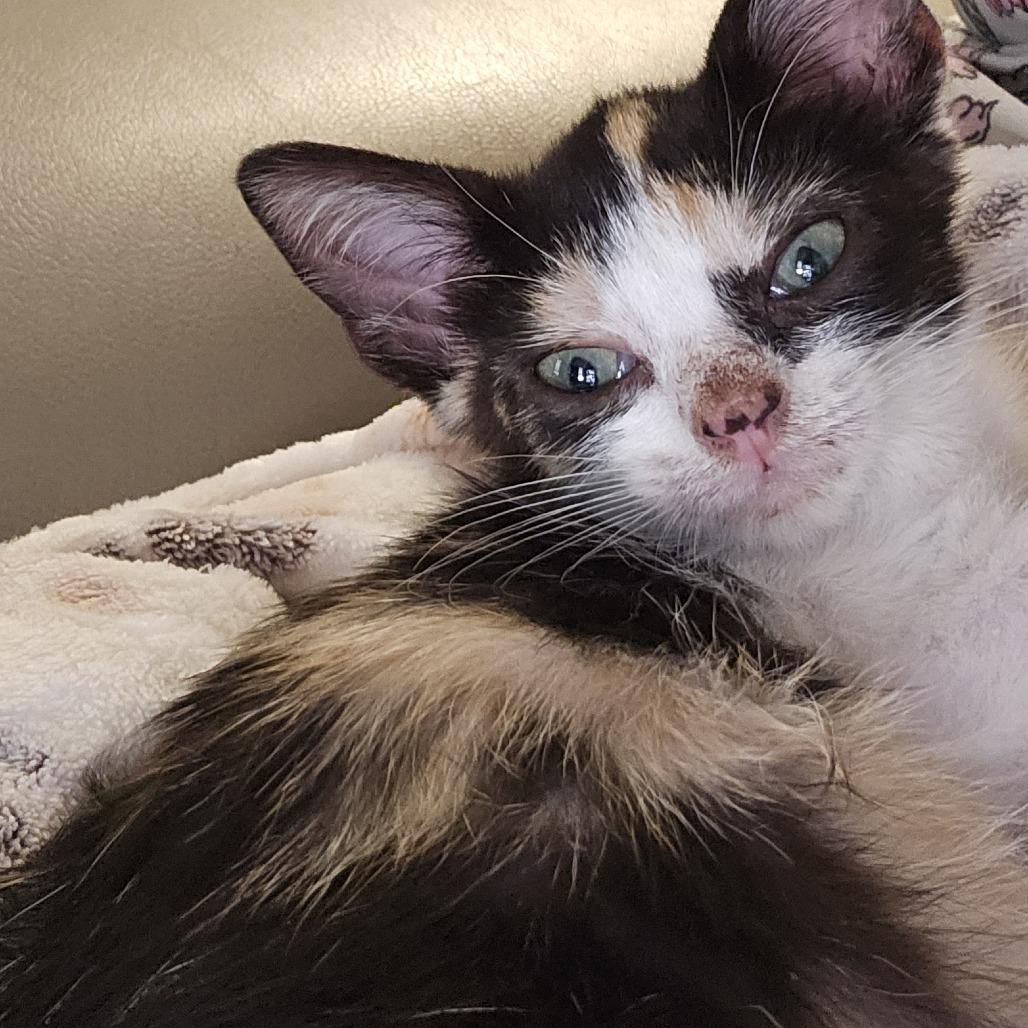 Jewels, Adoptable, Kitten Female Domestic Short Hair.
