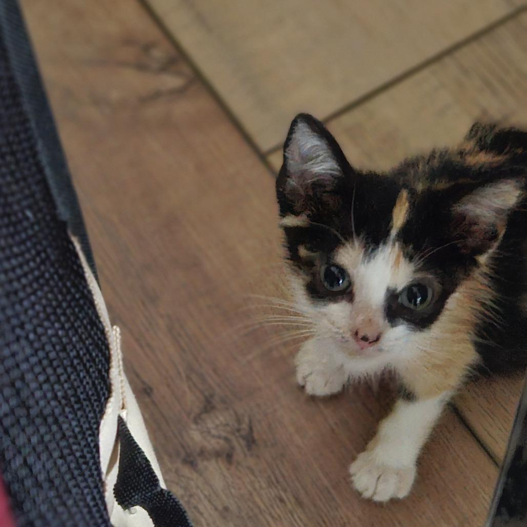 Enlarge Jewels, a Adoptable Domestic Short Hair in Fort Lauderdale, FL image 2/2