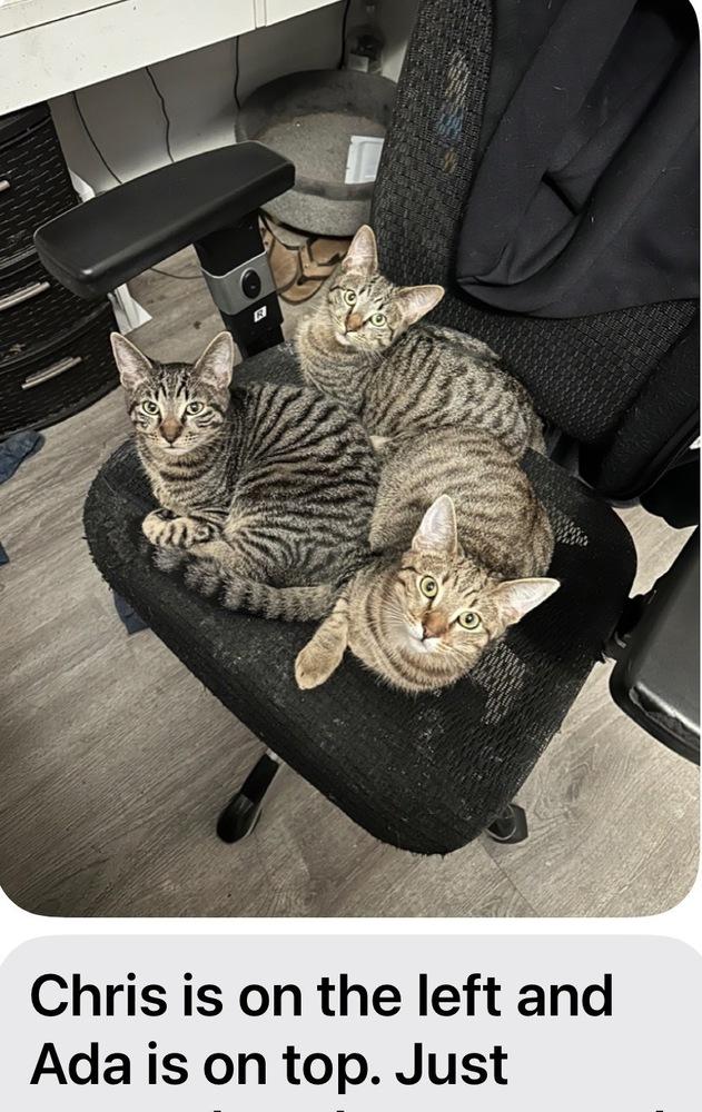 Enlarge Leon, a Adoptable mixed breed in Gardena, CA image 1/3