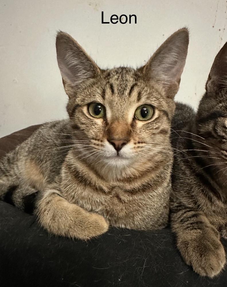 Leon, Adoptable, Kitten Male Tabby.
