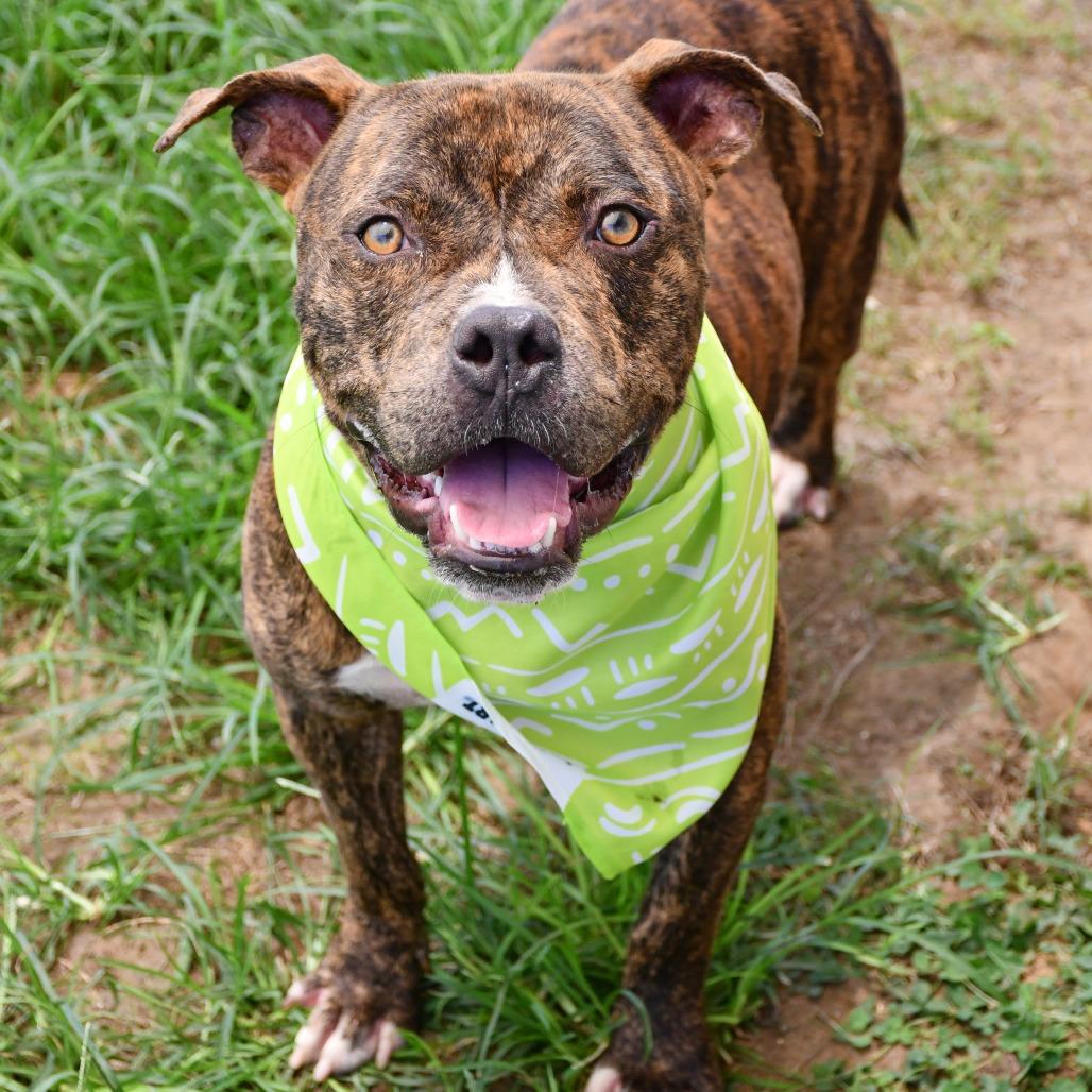 Augustin, Adoptable, Adult Male Pit Bull Terrier.