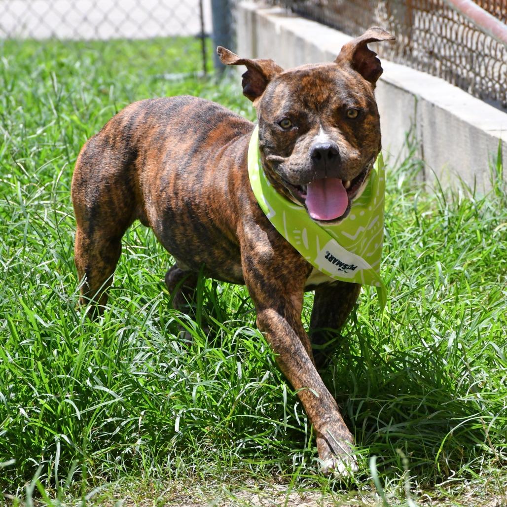 Augustin, a Adoptable Pit Bull Terrier in Beaumont, TX image 2/6