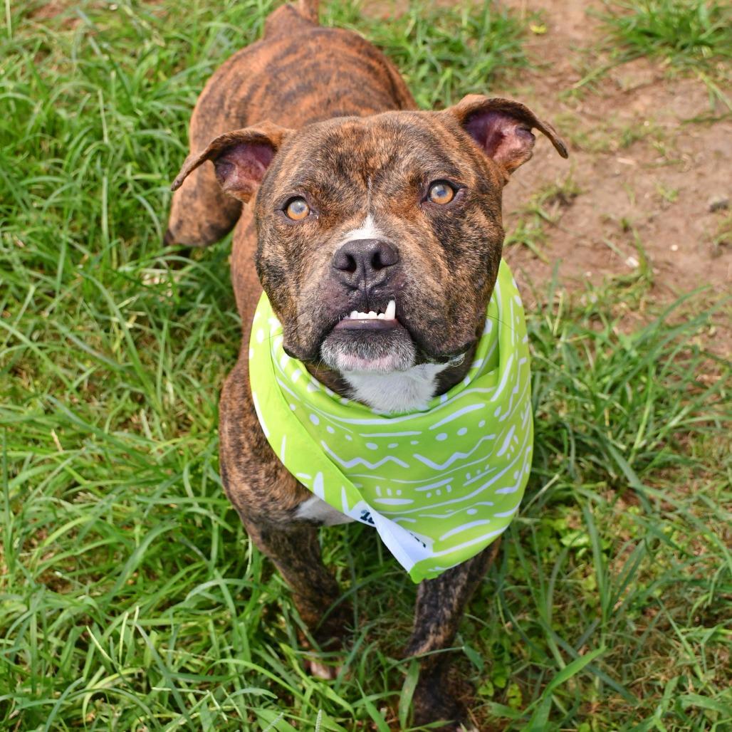 Augustin, a Adoptable Pit Bull Terrier in Beaumont, TX image 3/6