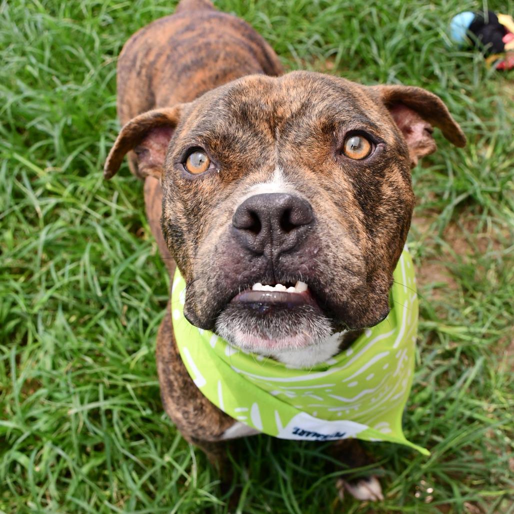 Augustin, a Adoptable Pit Bull Terrier in Beaumont, TX image 4/6