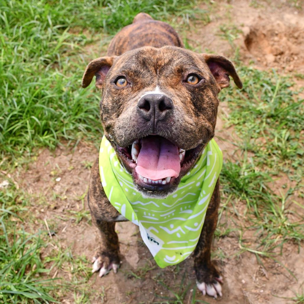Augustin, a Adoptable Pit Bull Terrier in Beaumont, TX image 5/6