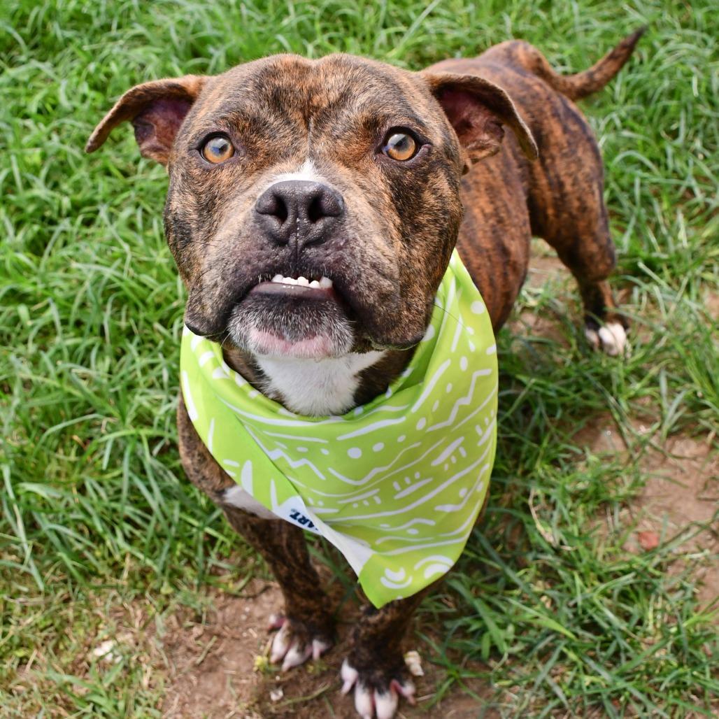 Augustin, a Adoptable Pit Bull Terrier in Beaumont, TX image 6/6