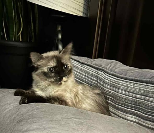 Enlarge Mother, an adoption pending mixed breed in Merrillville, IN image 3/4