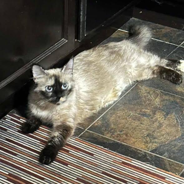 Enlarge Mother, an adoption pending mixed breed in Merrillville, IN image 4/4