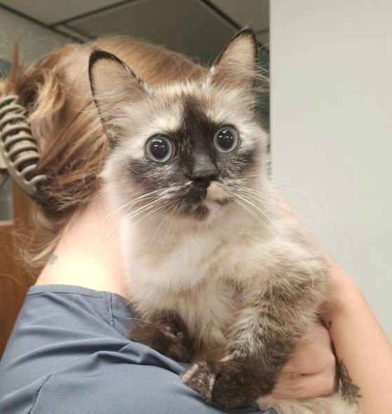 Mother, Adoptable, Adult Female Domestic Medium Hair & Siamese.