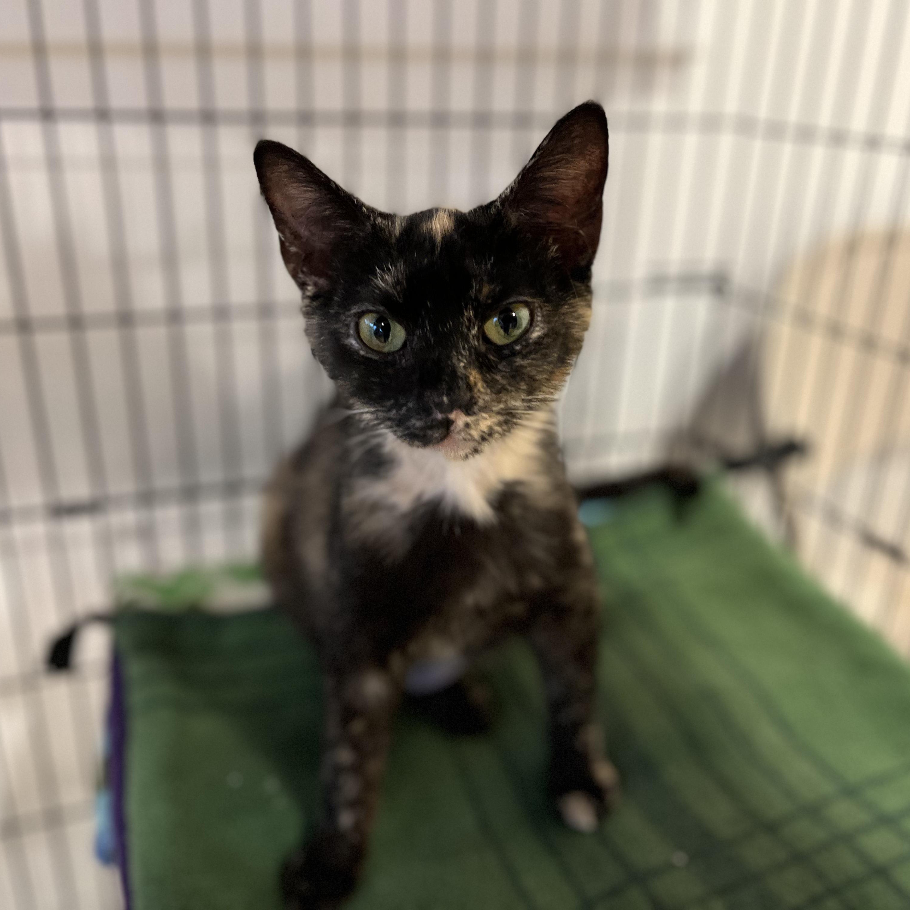 Enlarge Sydney, a ADOPTABLE American Shorthair in Hull, MA image 3/4