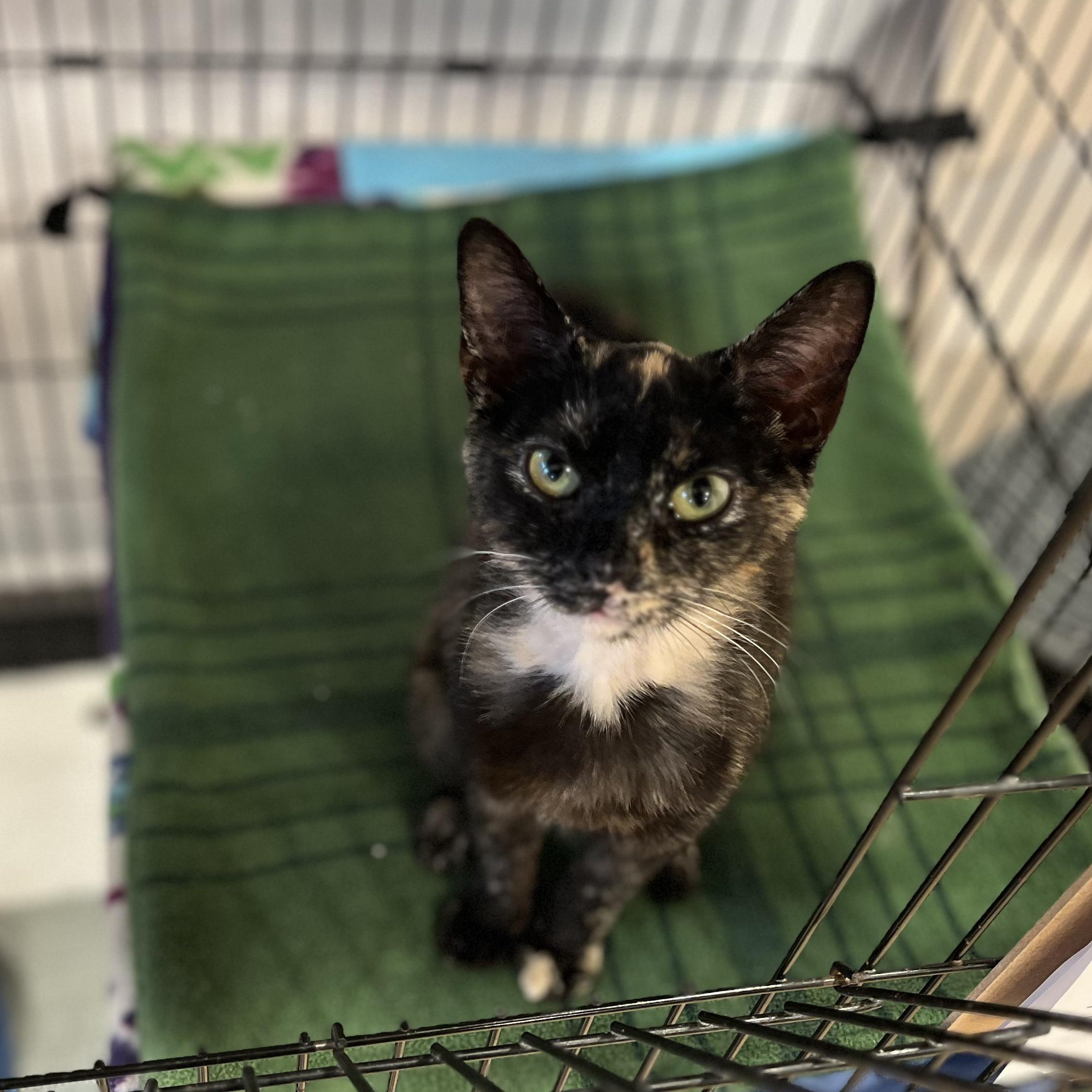 Enlarge Sydney, a ADOPTABLE American Shorthair in Hull, MA image 1/4