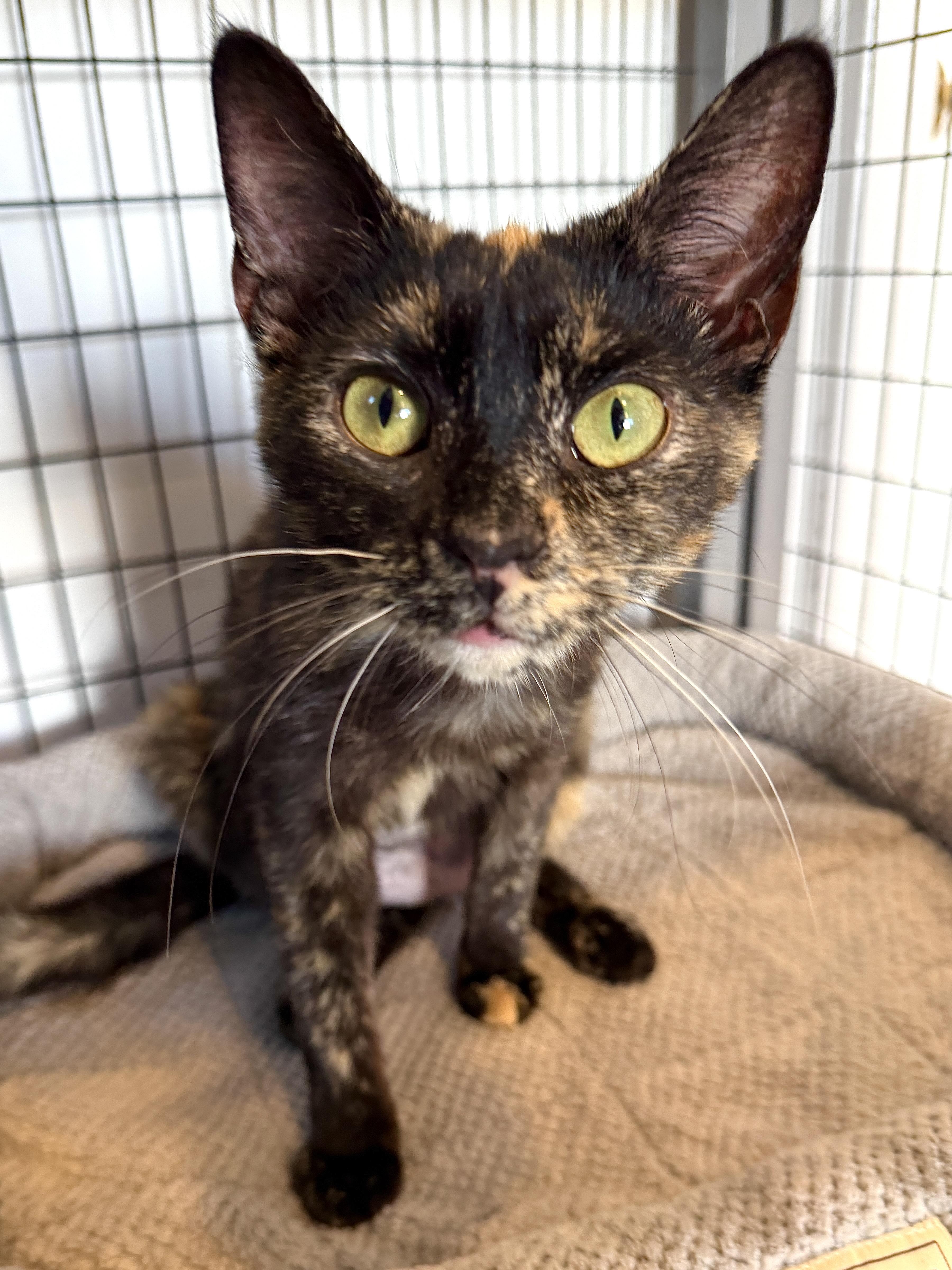 Sydney, a ADOPTABLE American Shorthair in Hull, MA image 3/5