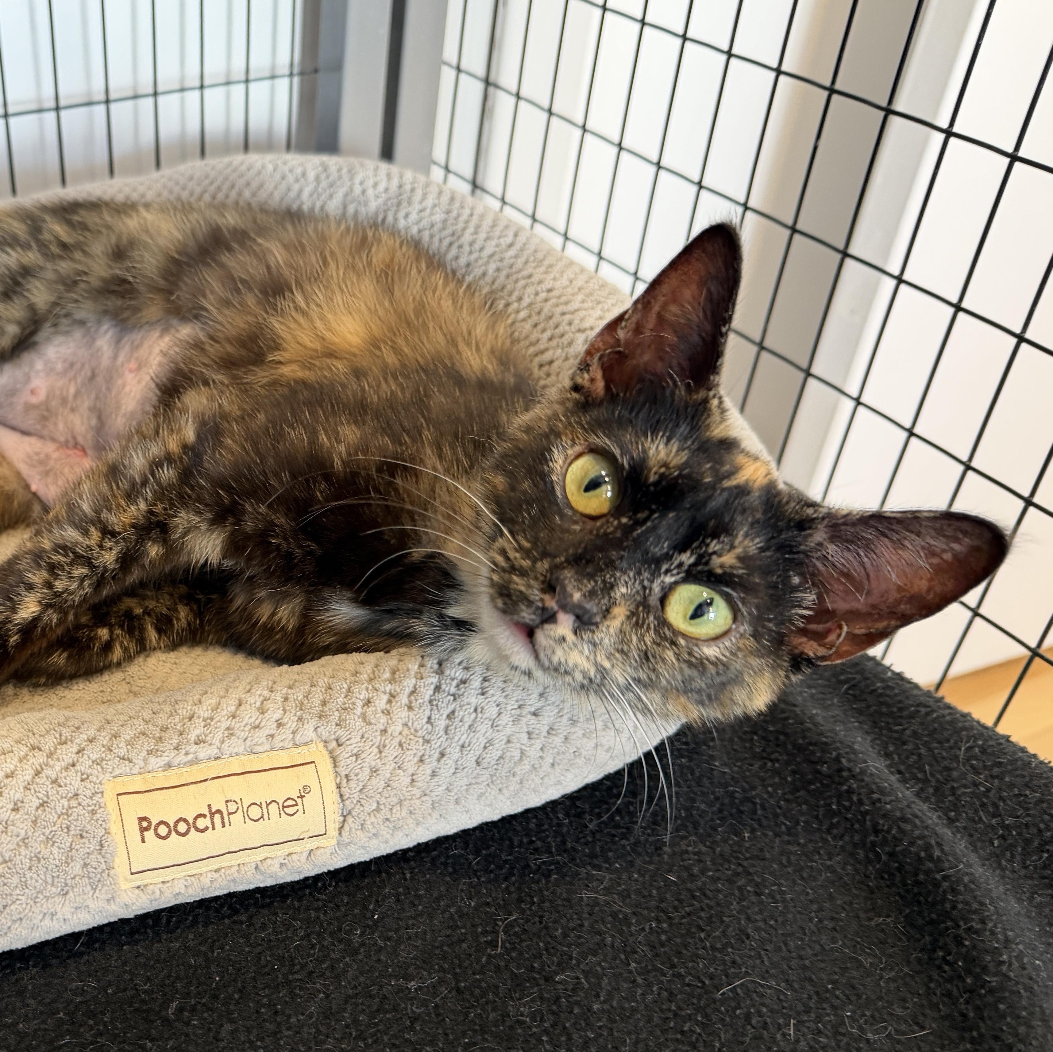 Sydney, a ADOPTABLE American Shorthair in Hull, MA image 1/5