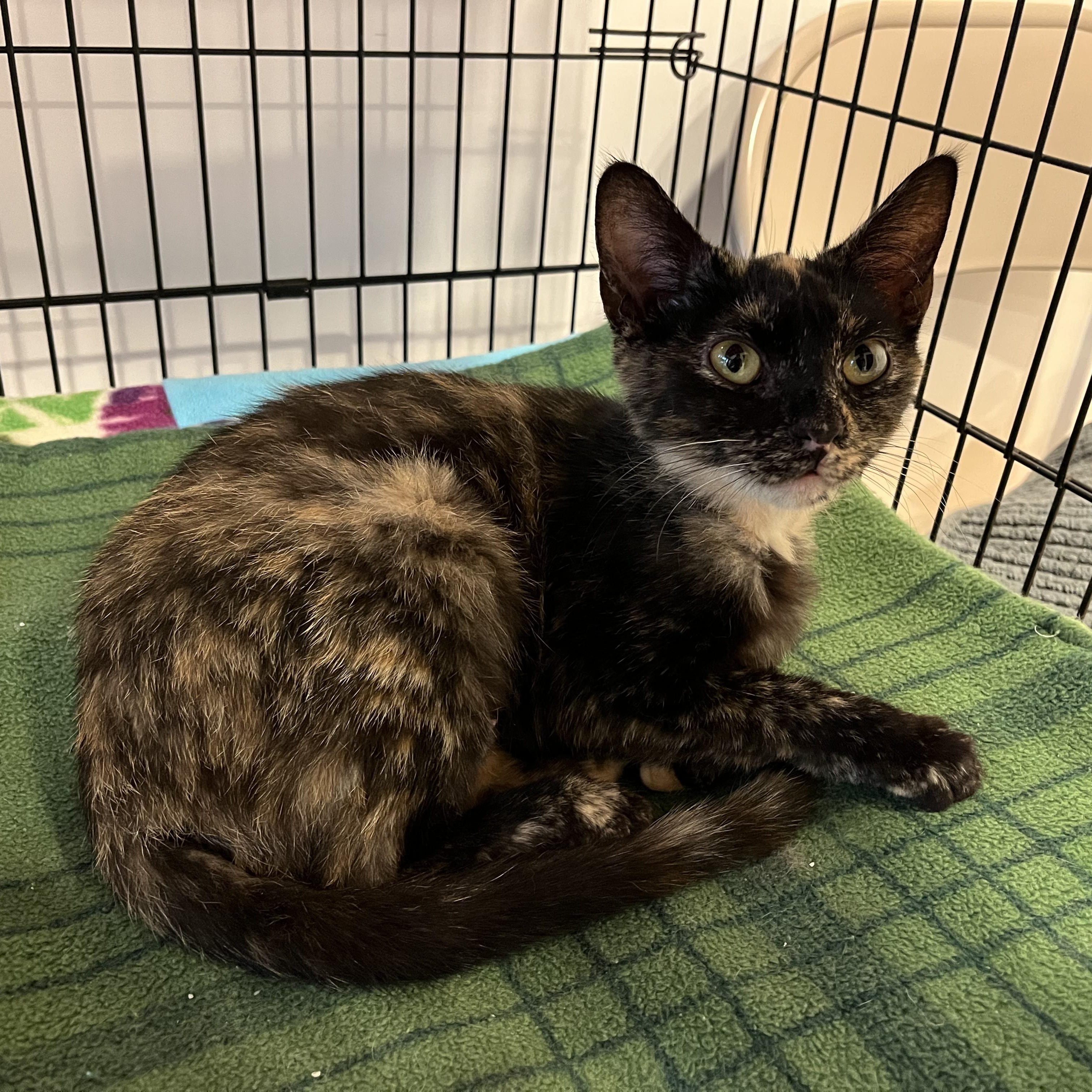 Enlarge Sydney, a ADOPTABLE American Shorthair in Hull, MA image 4/4