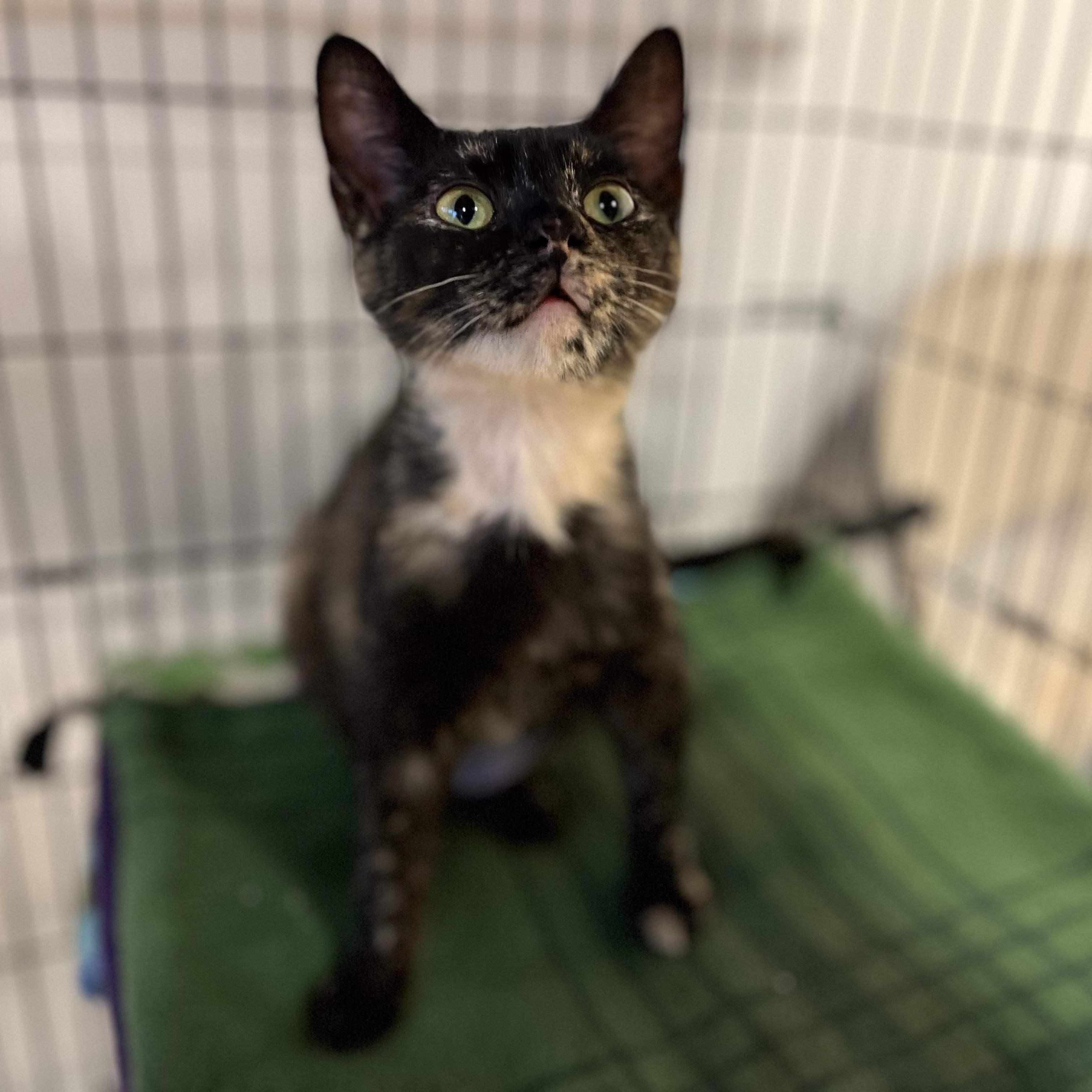 Enlarge Sydney, a ADOPTABLE American Shorthair in Hull, MA image 2/4