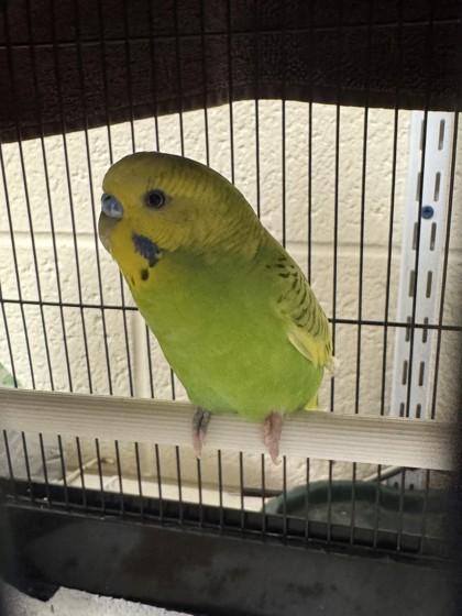 Enlarge Pear, a Adoptable mixed breed in Vero Beach, FL image 1/1