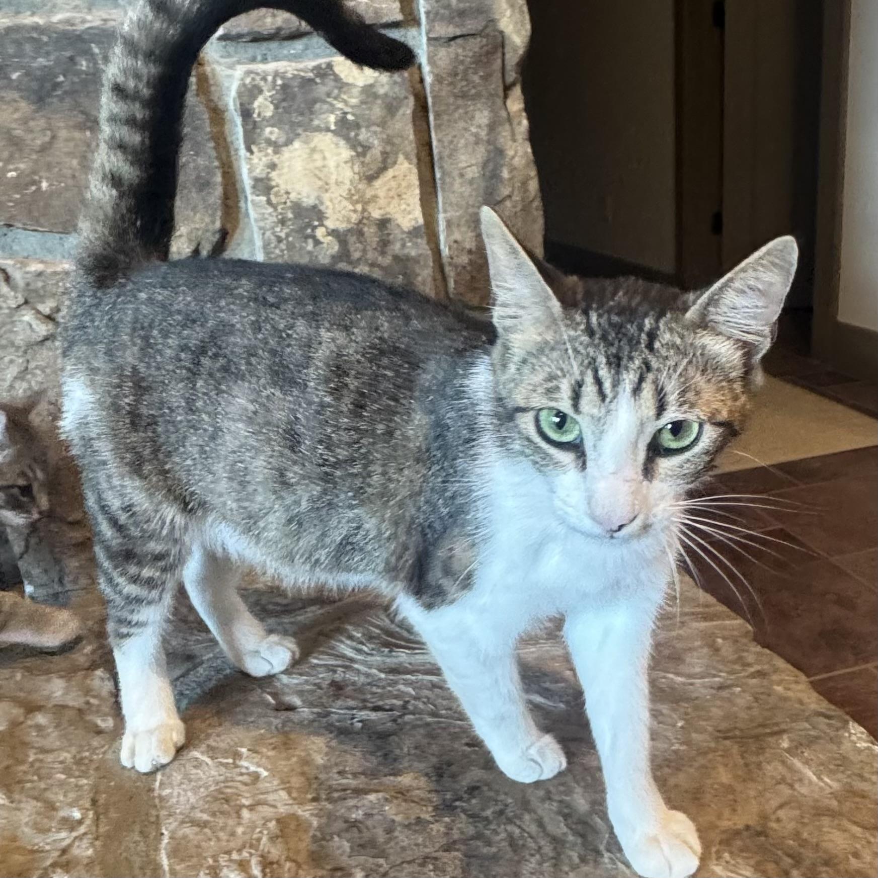 Queen Cabella, ADOPTABLE, Young Female Domestic Short Hair.