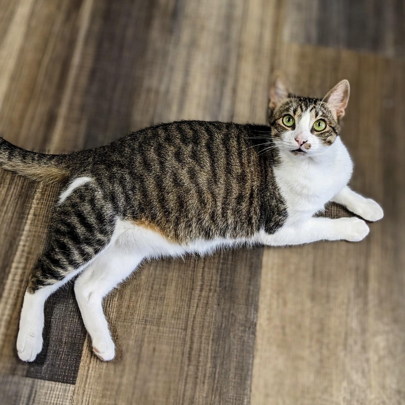 Queen Cabella, ADOPTABLE, Young Female Domestic Short Hair.