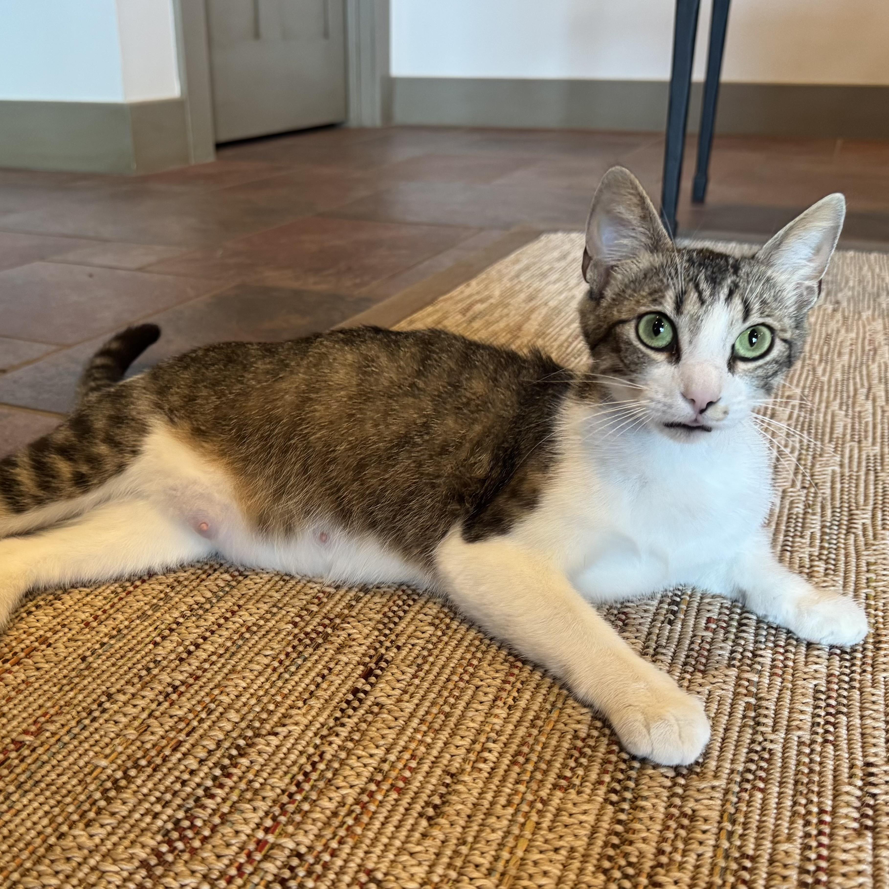 Enlarge Queen Cabella, a ADOPTABLE Domestic Short Hair in Bentonville, AR image 2/2