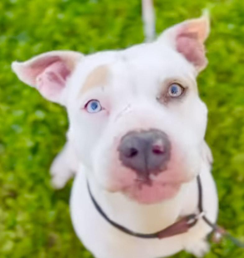 Leilani-Has the most wonderful personality, Adult Female Pit Bull Terrier