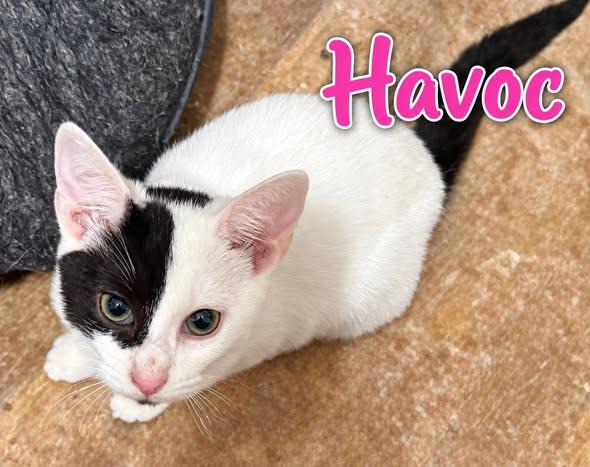 Havoc, Adoptable, Kitten Female Domestic Medium Hair.