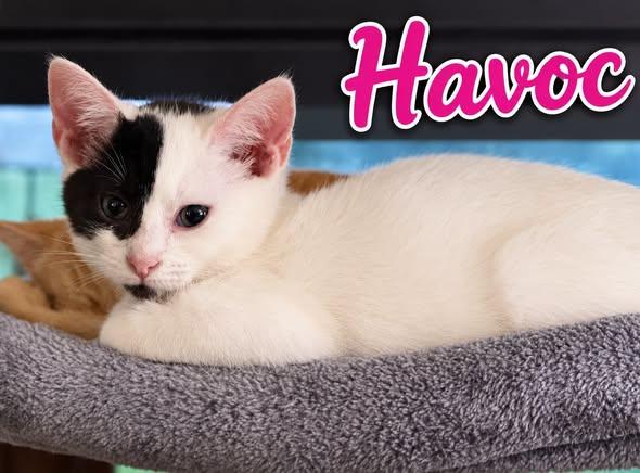 Enlarge Havoc, a Adoptable Domestic Medium Hair in Westland, MI image 2/3