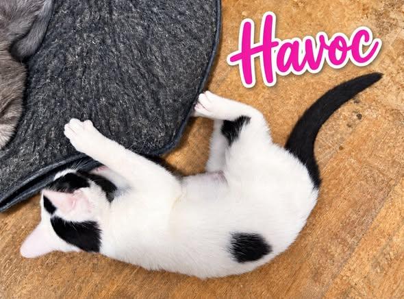 Enlarge Havoc, a Adoptable Domestic Medium Hair in Westland, MI image 3/3