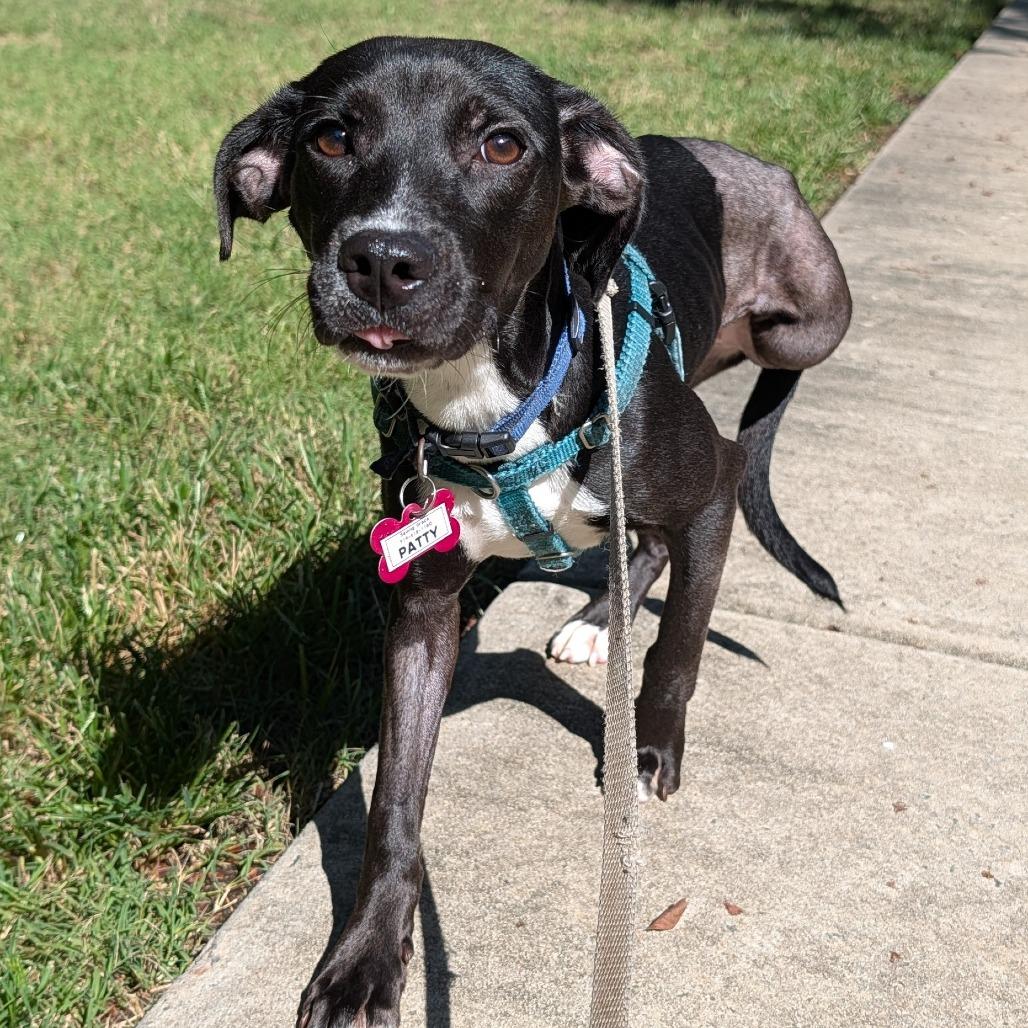 Enlarge Patty, a Adoptable mixed breed in Wake Forest, NC image 1/3