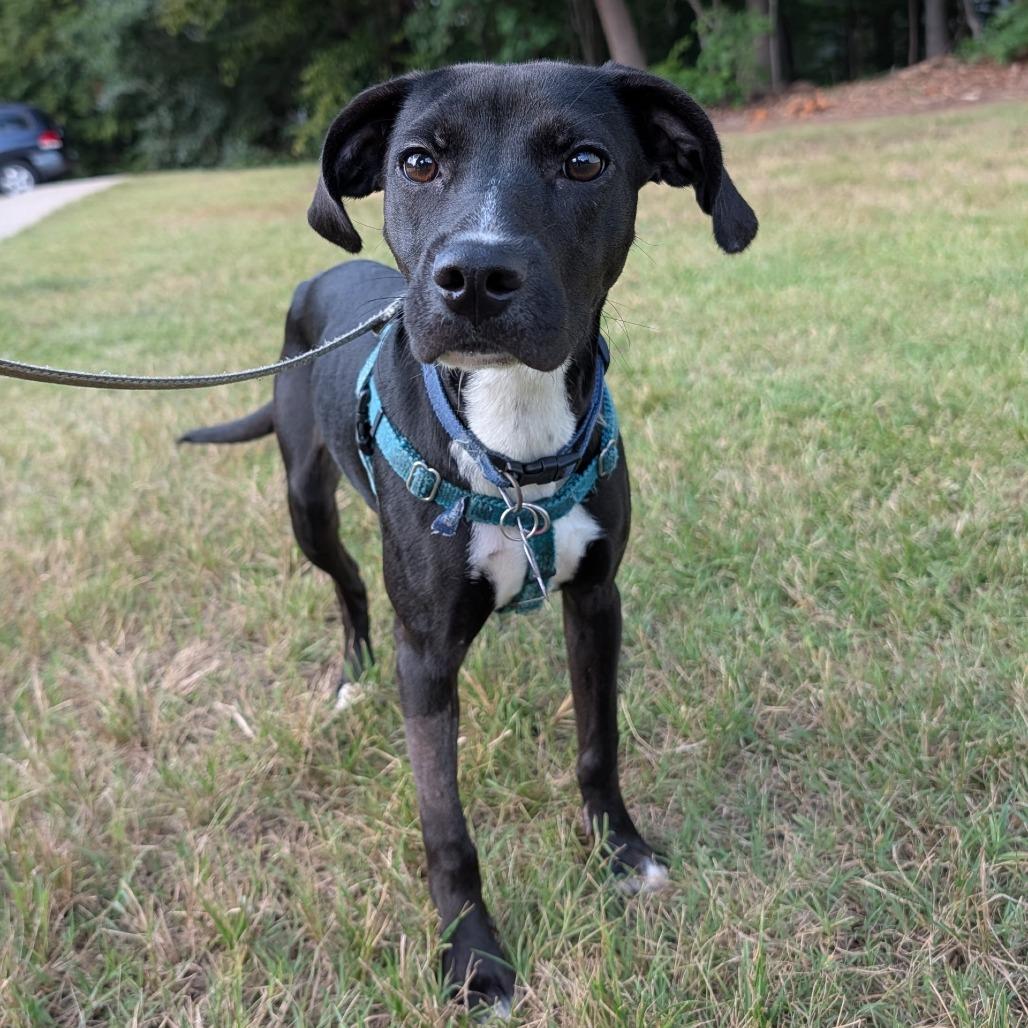 Enlarge Patty, a Adoptable mixed breed in Wake Forest, NC image 2/3