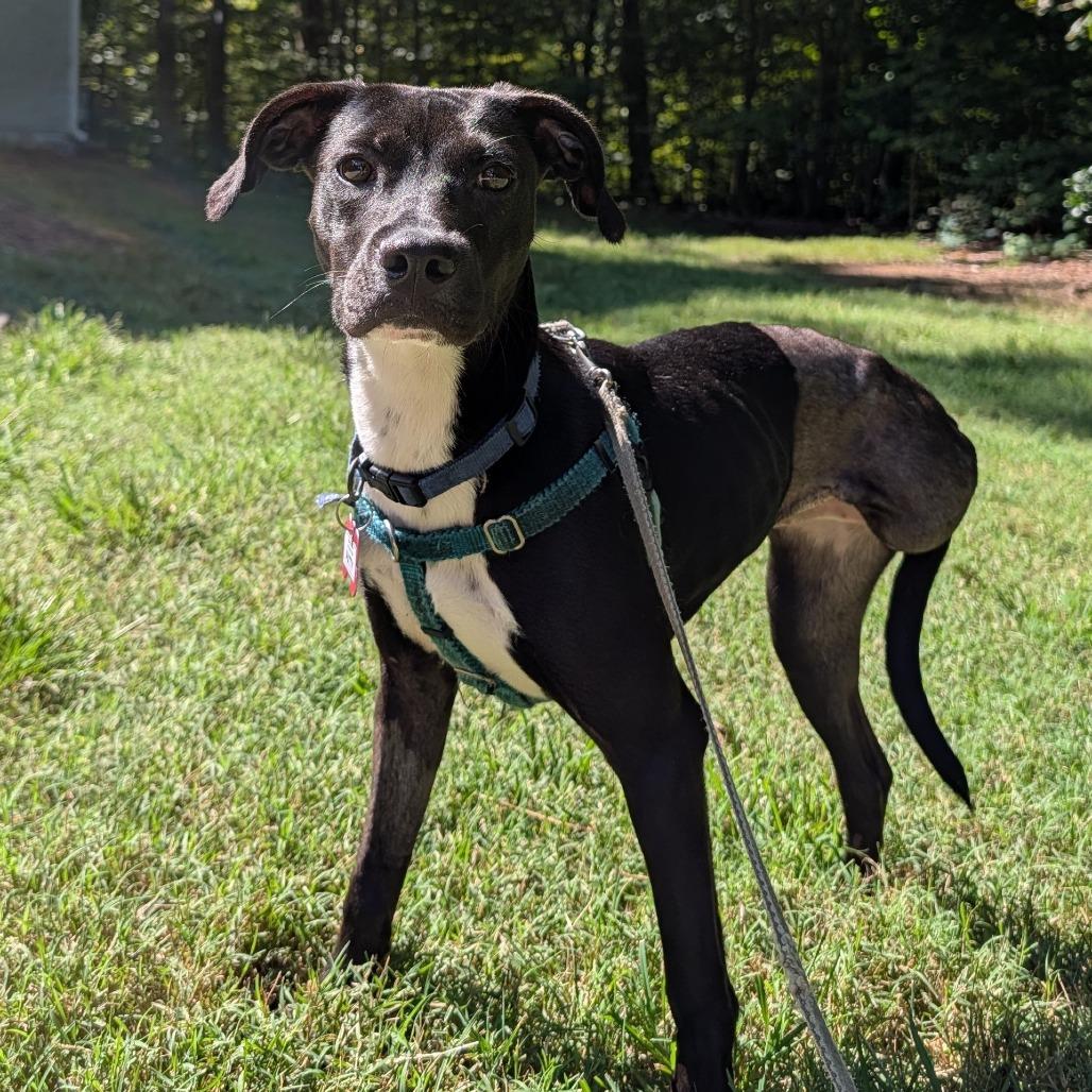 Enlarge Patty, a Adoptable mixed breed in Wake Forest, NC image 3/3