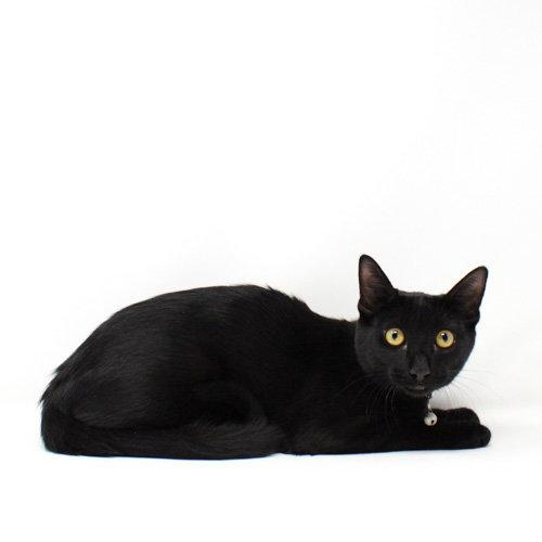 Nibs, Adoptable, Kitten Male Domestic Short Hair.