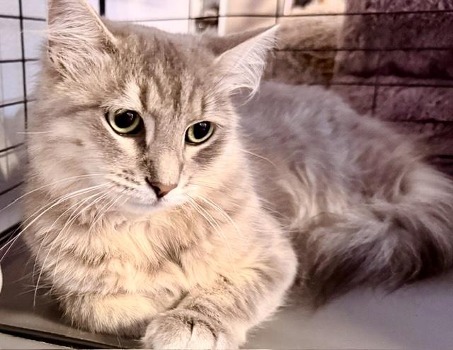 Enlarge Generosity, a Adoptable Domestic Long Hair in San Francisco, CA image 1/3