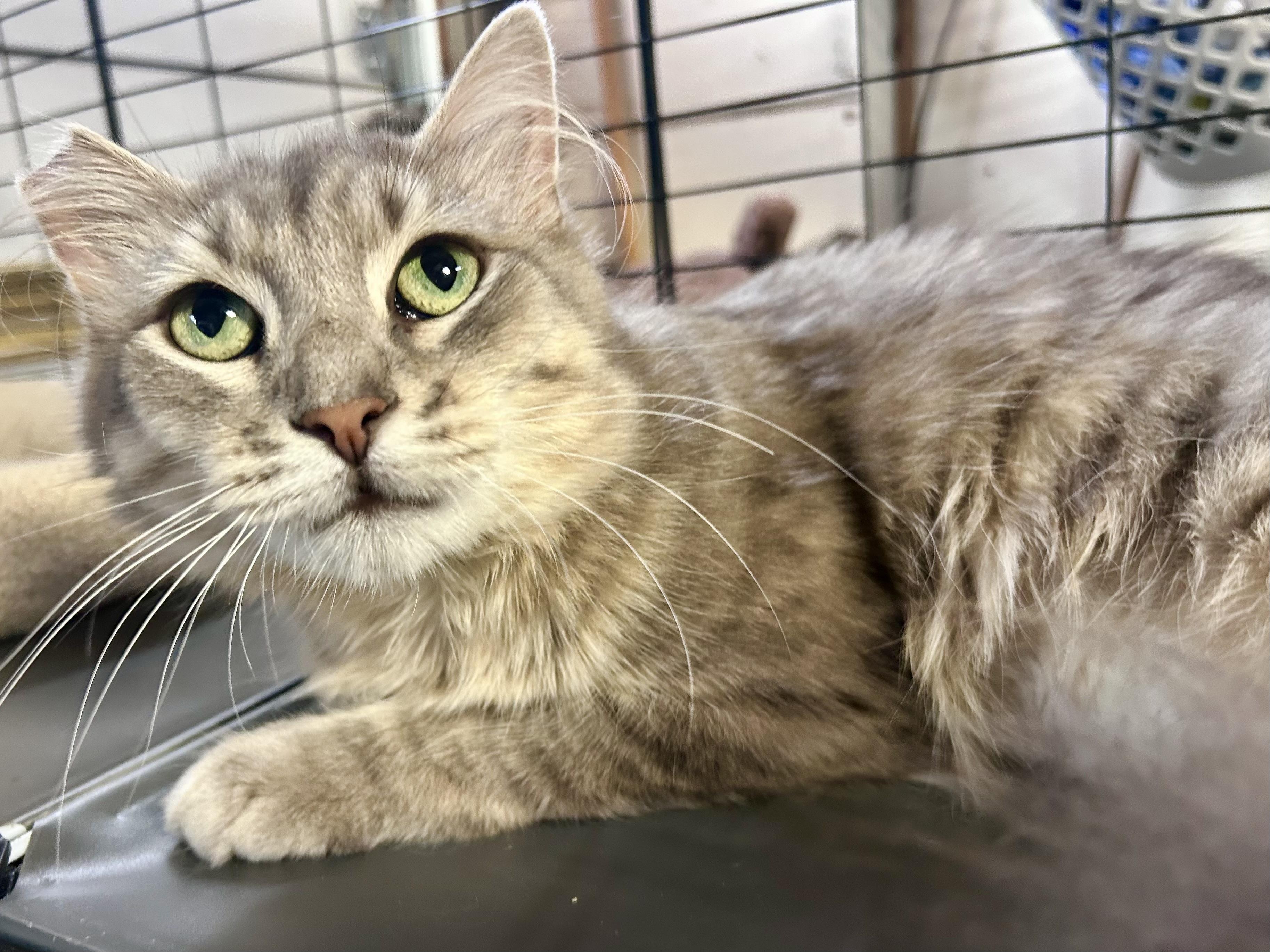 Enlarge Generosity, a Adoptable Domestic Long Hair in San Francisco, CA image 2/3