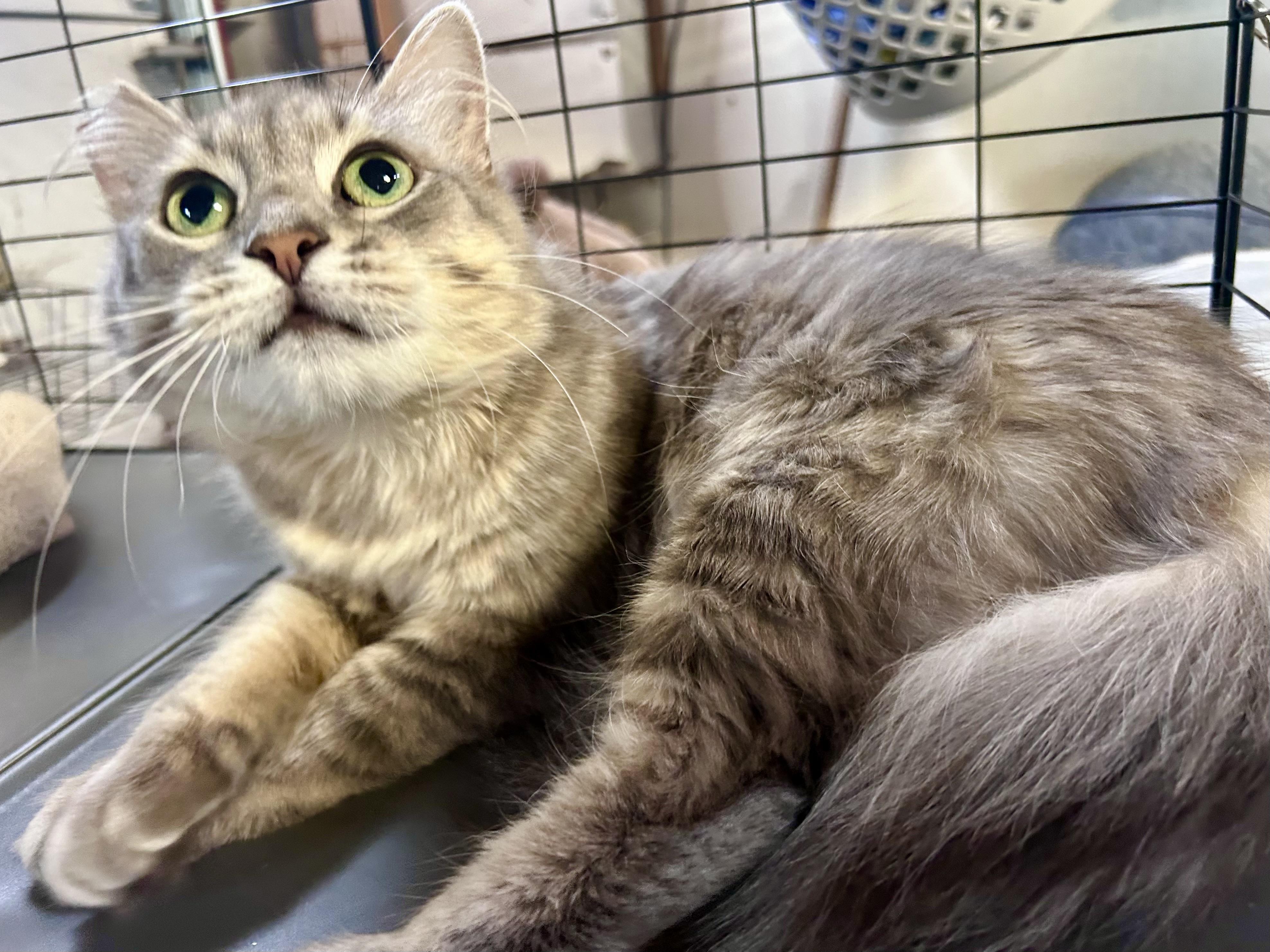 Enlarge Generosity, a Adoptable Domestic Long Hair in San Francisco, CA image 3/3
