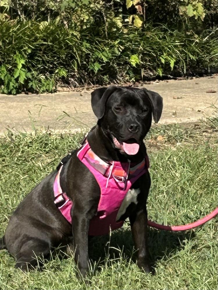 Phillipe - Beauty and the Beast litter, Adoptable, Young Male Pit Bull Terrier & Labrador Retriever.