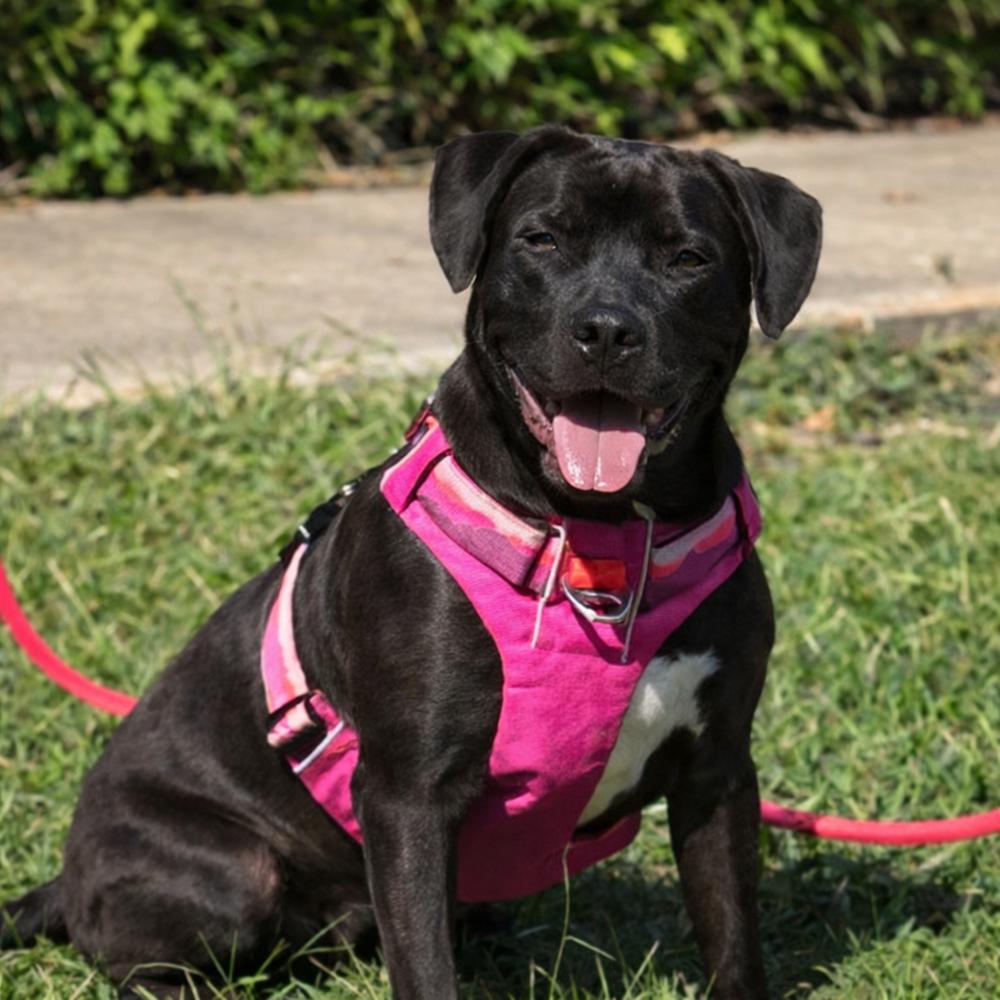 Phillipe - Beauty and the Beast litter, a Adoptable mixed breed in Lancaster, PA image 2/6