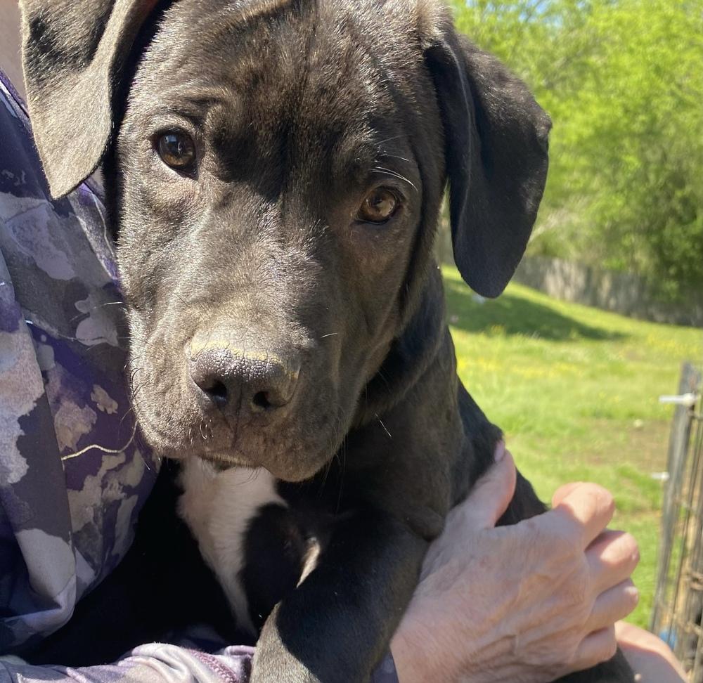 Phillipe - Beauty and the Beast litter, a Adoptable mixed breed in Lancaster, PA image 3/6
