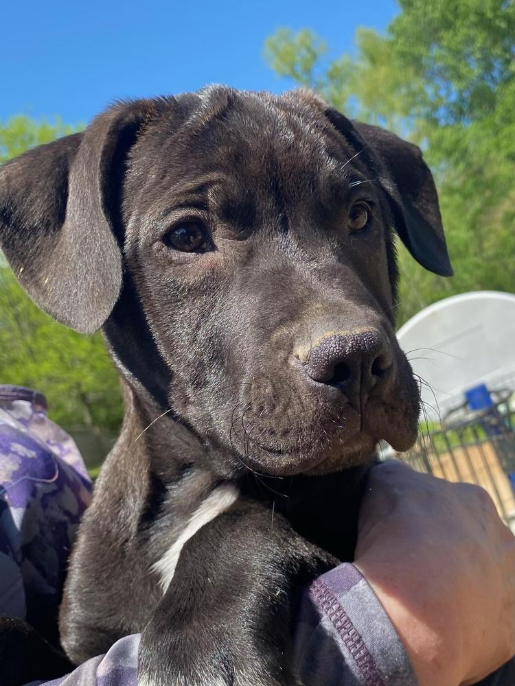 Phillipe - Beauty and the Beast litter, a Adoptable mixed breed in Lancaster, PA image 4/6
