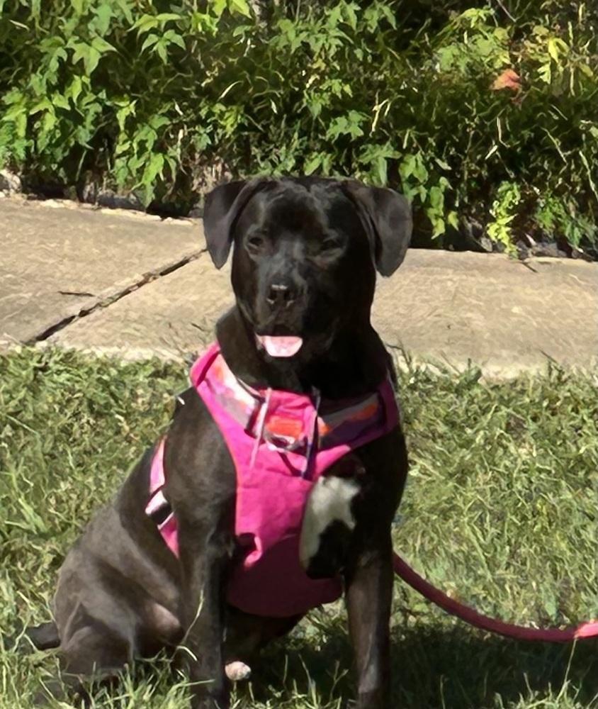 Phillipe - Beauty and the Beast litter, a Adoptable mixed breed in Lancaster, PA image 5/6