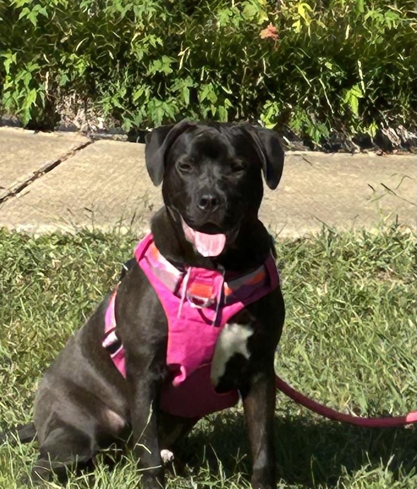 Phillipe - Beauty and the Beast litter, a Adoptable mixed breed in Lancaster, PA image 6/6