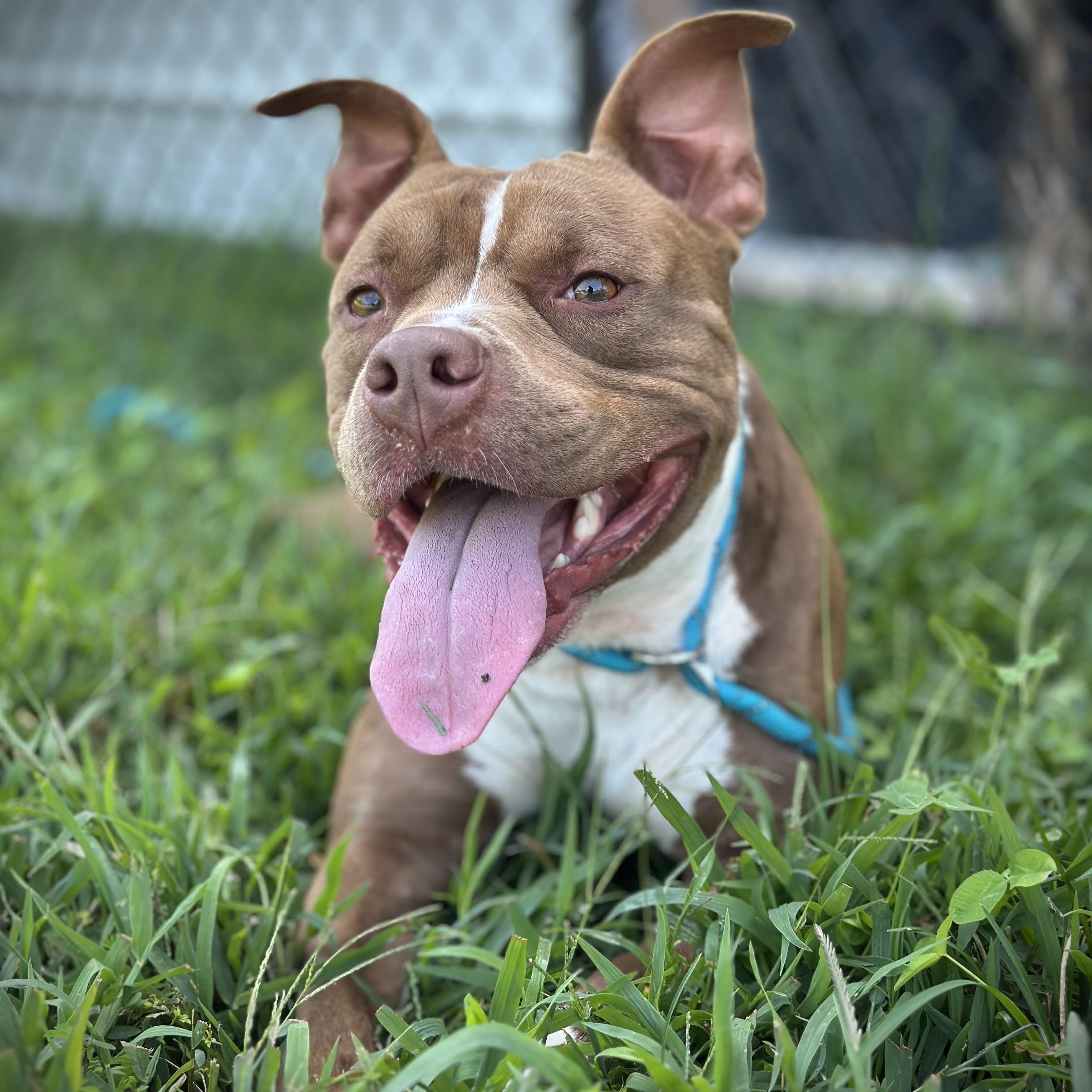 Enlarge Friendly, a ADOPTABLE mixed breed in Stafford, VA image 2/5