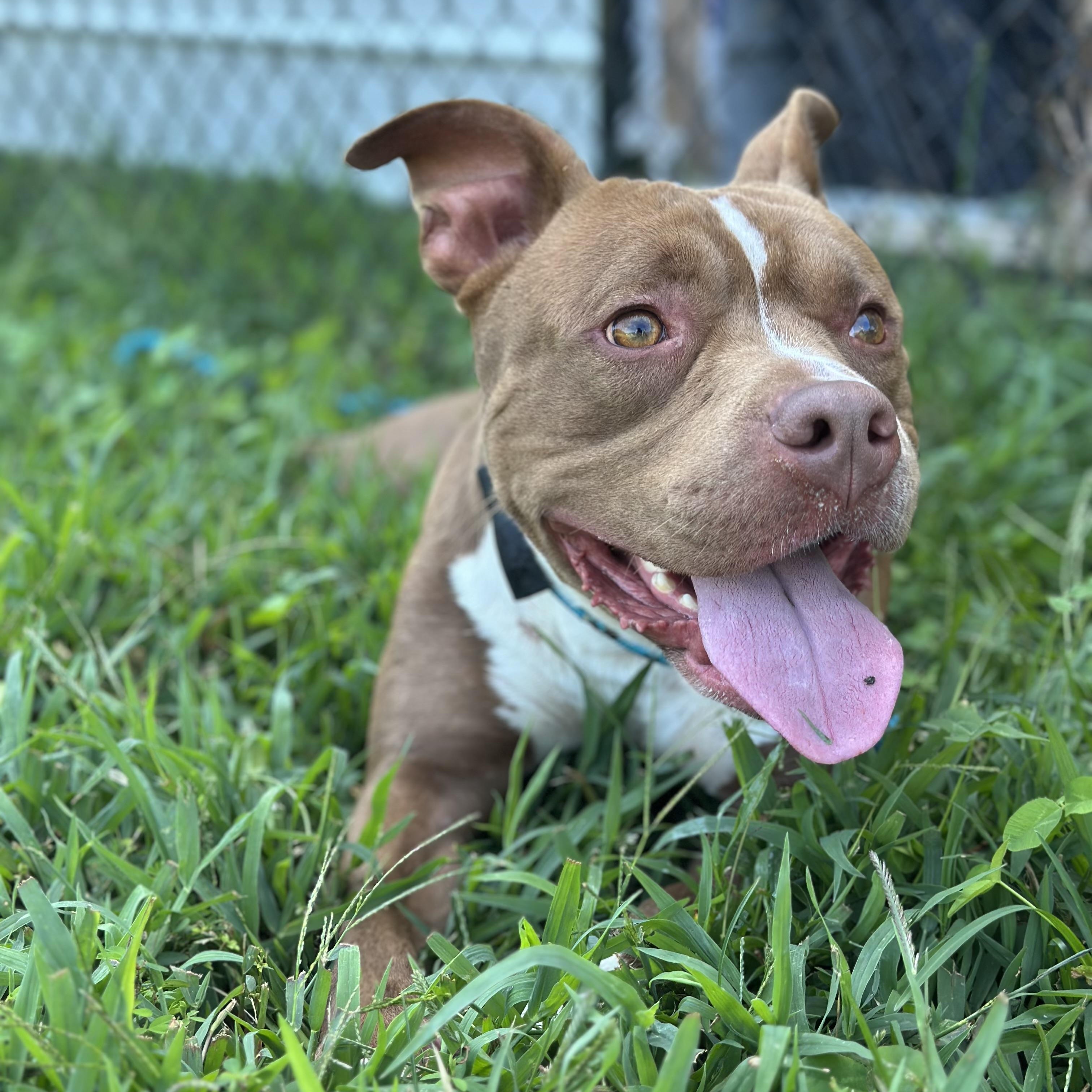 Enlarge Friendly, a ADOPTABLE mixed breed in Stafford, VA image 4/5