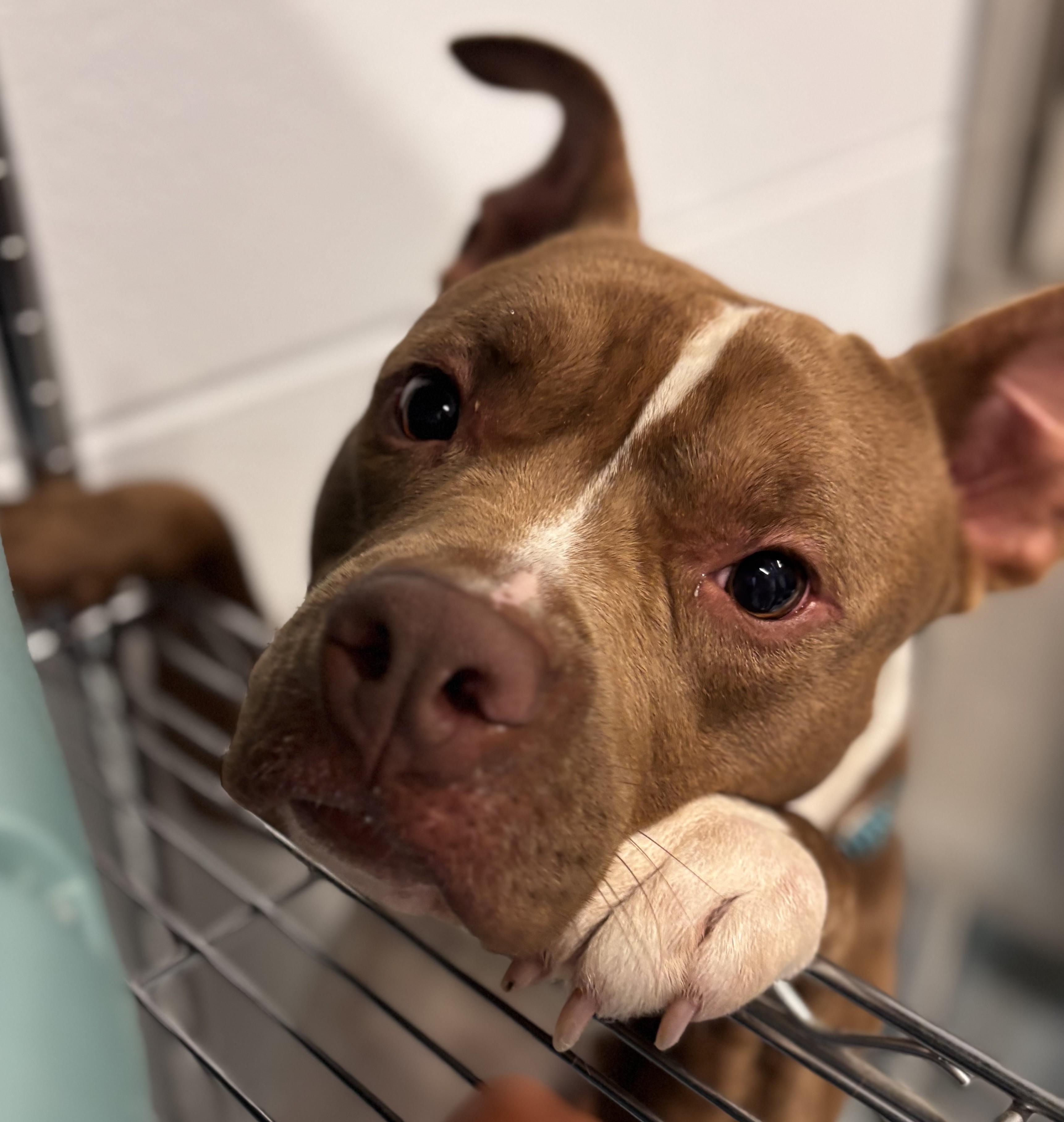 friendly, ADOPTABLE, Young Male Pit Bull Terrier.