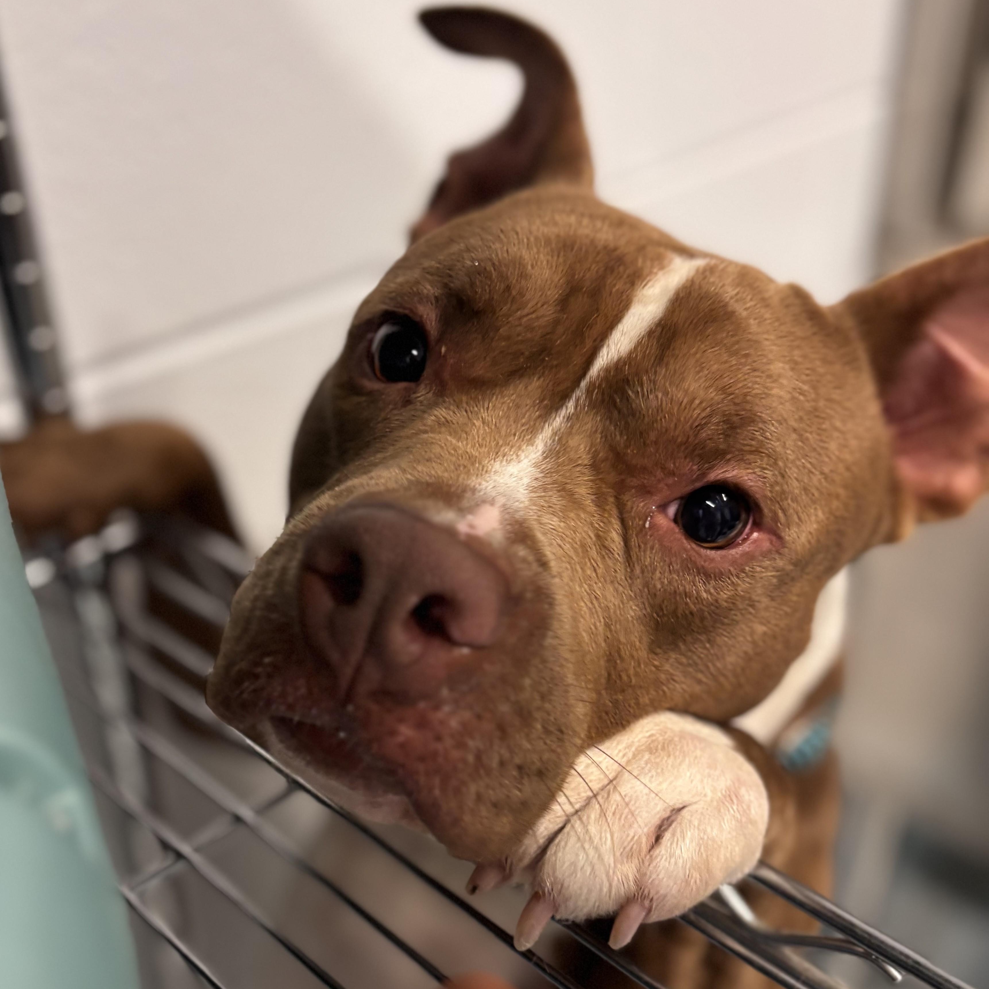 Enlarge Friendly, a ADOPTABLE mixed breed in Stafford, VA image 3/5