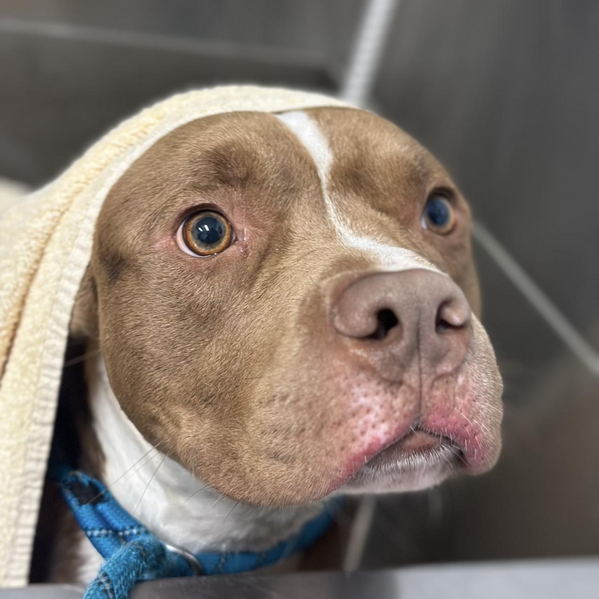 Friendly, ADOPTABLE, Young Male Pit Bull Terrier.