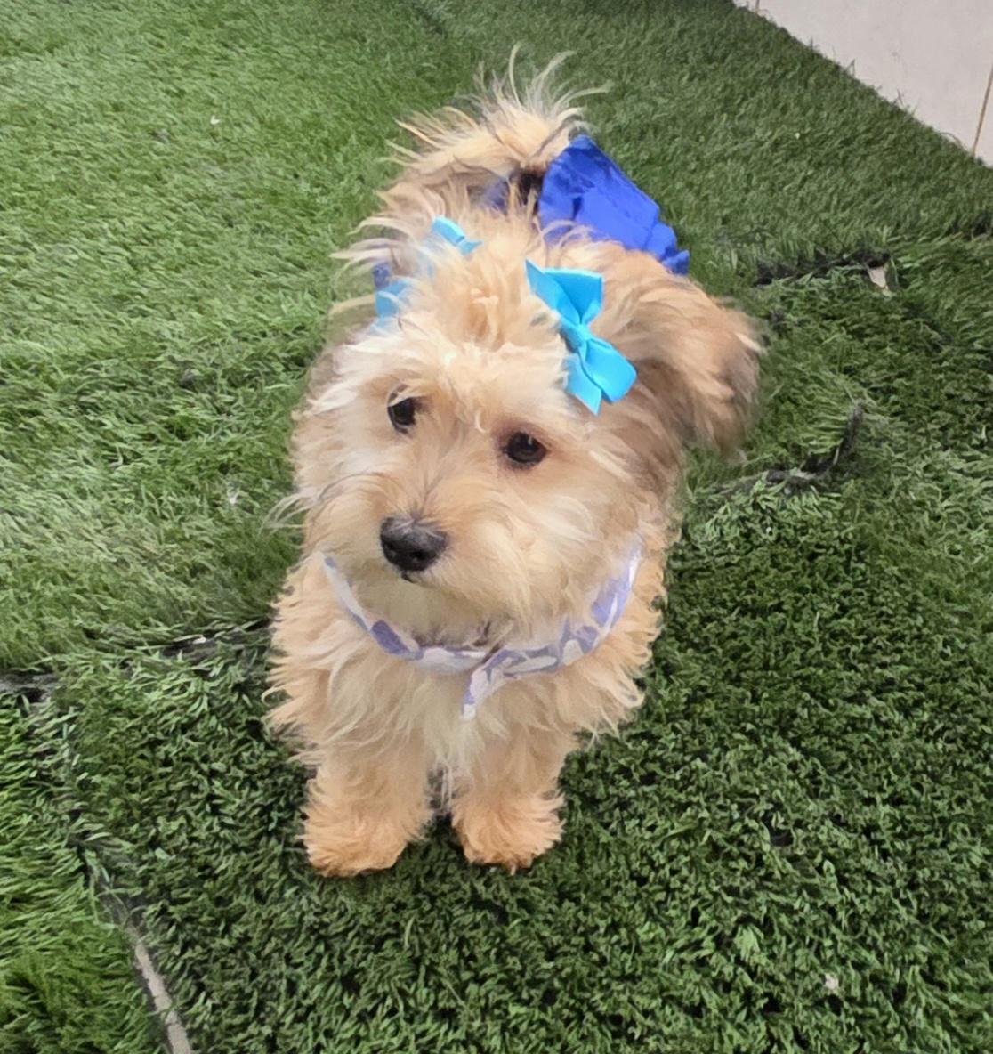 Enlarge Clarissa, an adopted Maltipoo in Fallbrook, CA image 5/6