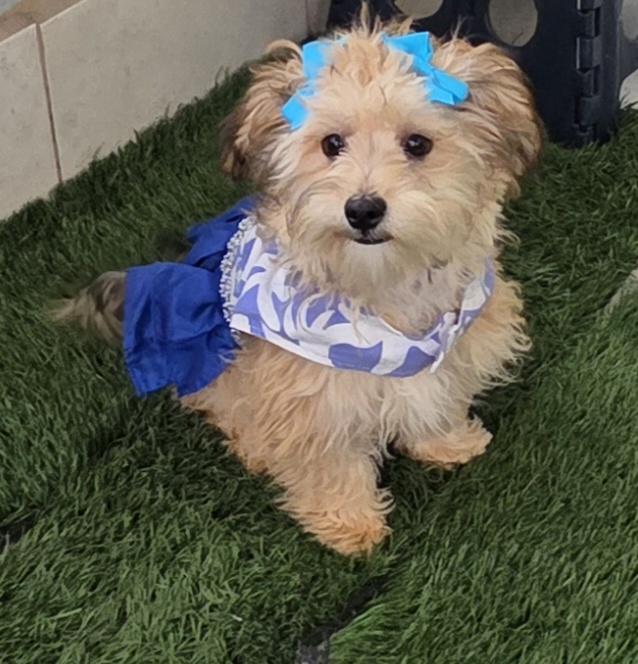 Enlarge Clarissa, an adopted Maltipoo in Fallbrook, CA image 6/6