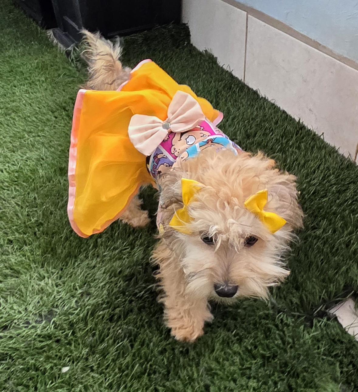 Enlarge Clarissa, an adopted Maltipoo in Fallbrook, CA image 2/6