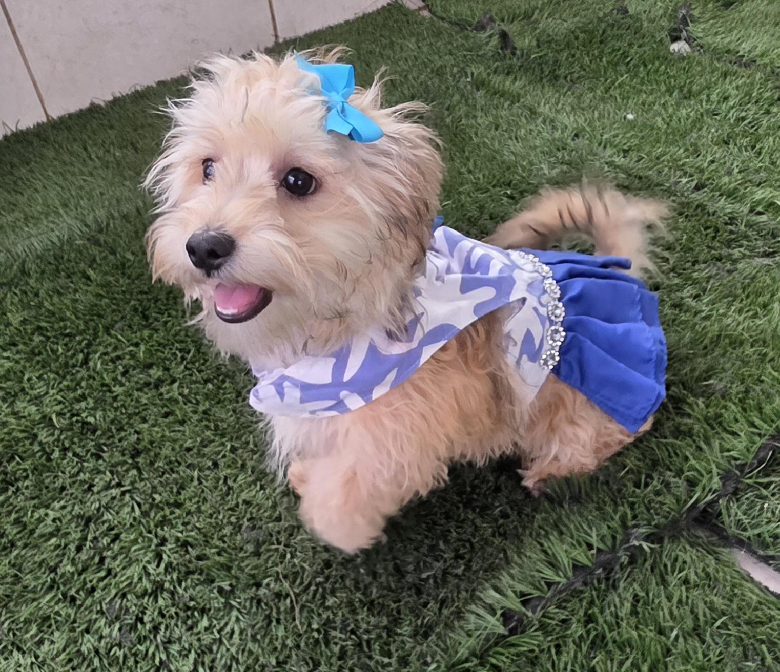 Enlarge Clarissa, an adopted Maltipoo in Fallbrook, CA image 1/6