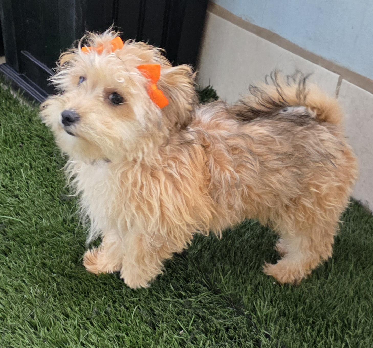 Enlarge Clarissa, an adopted Maltipoo in Fallbrook, CA image 4/6